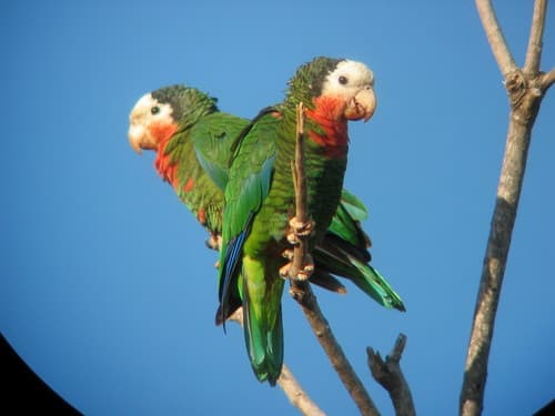 Cuban Amazon