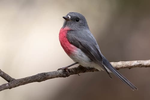 Rose Robin