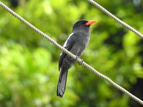Black Nunbird