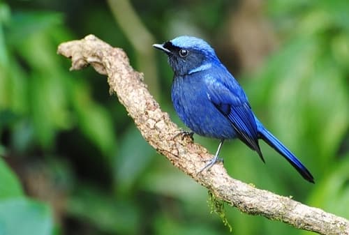 Large Niltava