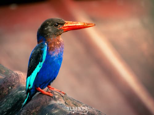 Javan Kingfisher