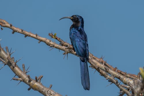 Common Scimitarbill