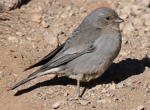 Plumbeous Sierra Finch