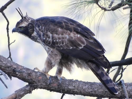 Mountain Hawk-Eagle