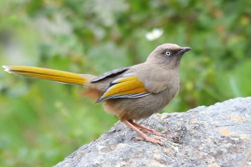 Elliot's Laughingthrush