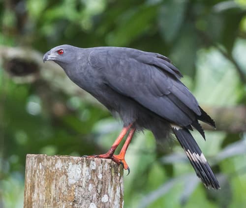 Crane Hawk