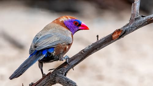 Violet-eared Waxbill