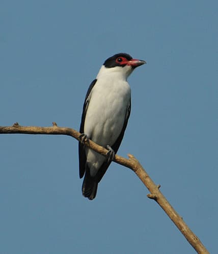 Black-tailed Tityra