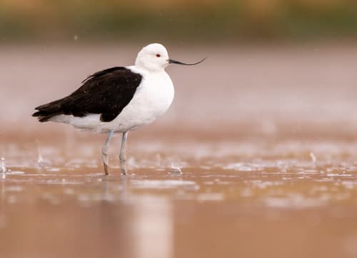 Andean Avocet