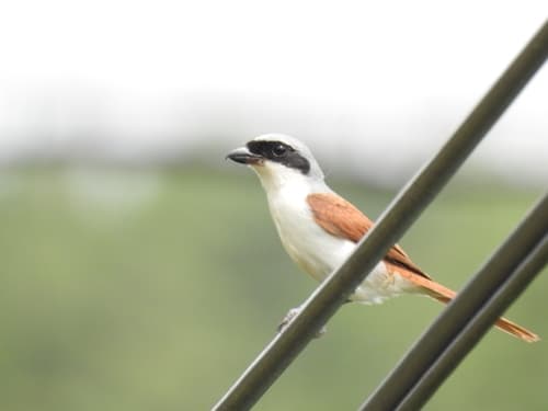 Tiger Shrike