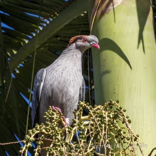Topknot Pigeon