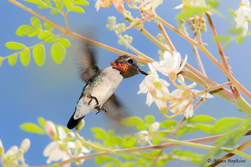 Bee Hummingbird
