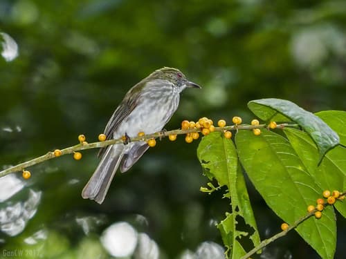Streaked Bulbul