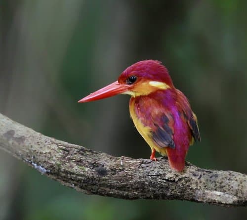 Rufous-backed Dwarf Kingfisher