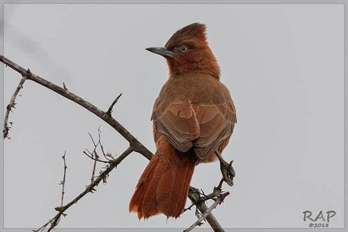 Brown Cacholote