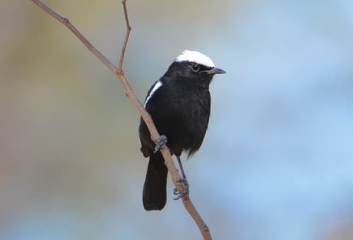 Arnot's Chat
