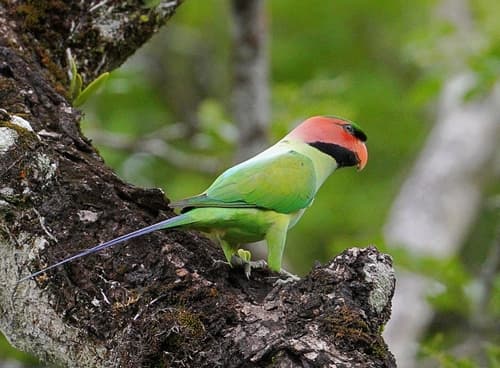 Long-tailed Parakeet