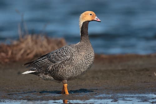 Emperor Goose