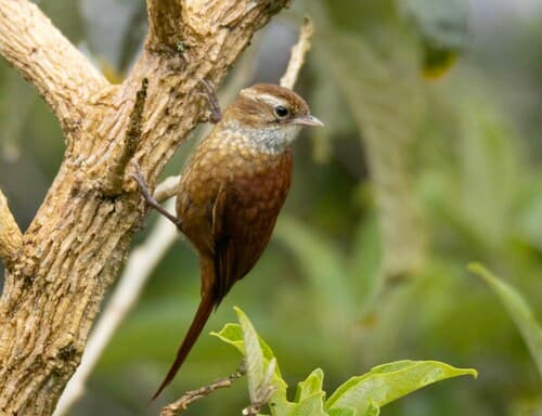 Ruddy Treerunner