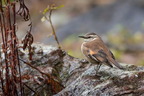 Cream-winged Cinclodes