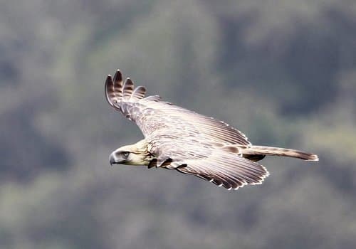 Philippine Eagle