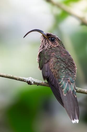 White-tipped Sicklebill