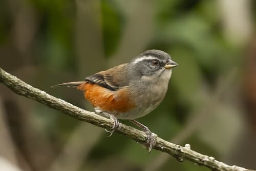 Gray-throated Warbling-Finch