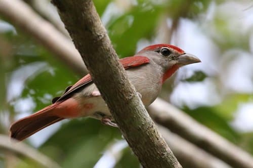 Rose-throated Tanager