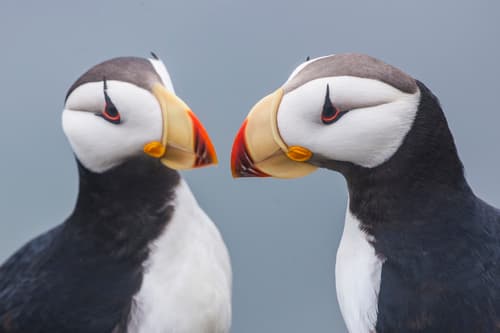 Horned Puffin
