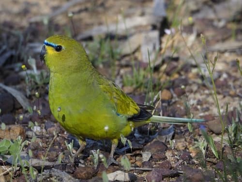 Elegant Parrot