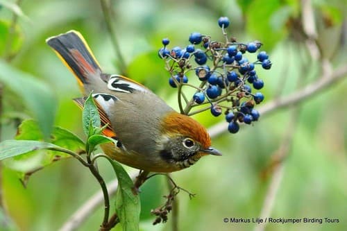 Chestnut-tailed Minla