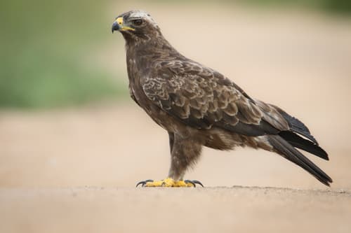 Wahlberg's Eagle