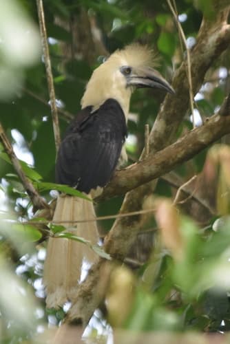 White-crowned Hornbill