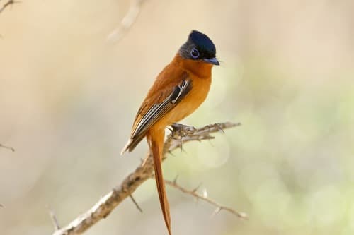 Malagasy Paradise-Flycatcher