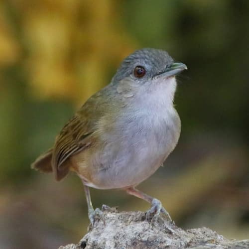 Horsfield's Babbler