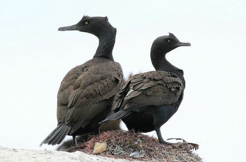 Bank Cormorant