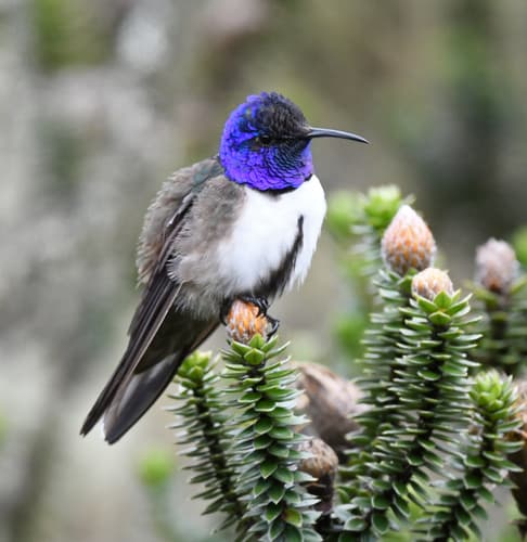 Ecuadorian Hillstar