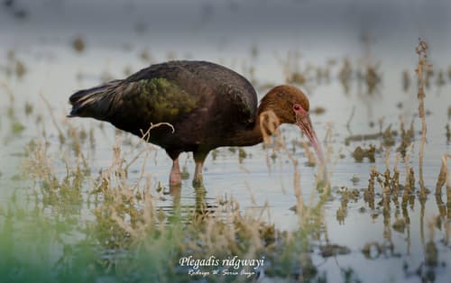 Puna Ibis