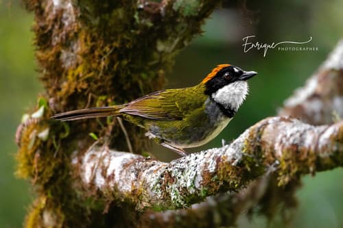 Chestnut-capped Brushfinch