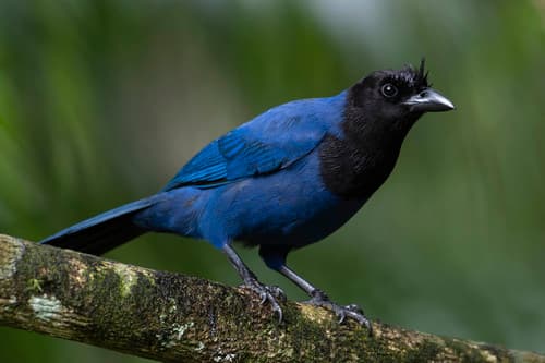 Azure Jay
