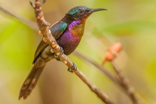 Copper-throated Sunbird