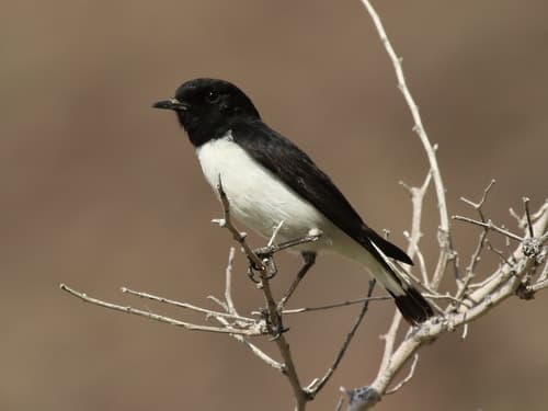 Hume's Wheatear