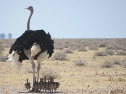 Ostrich