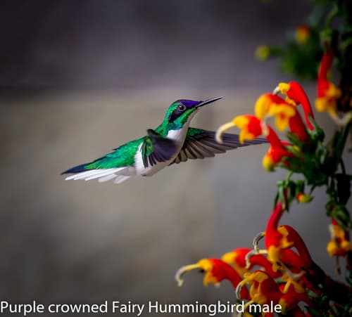 Purple-crowned Fairy