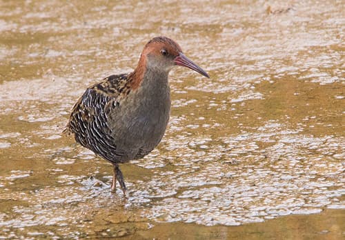 Lewin's Rail