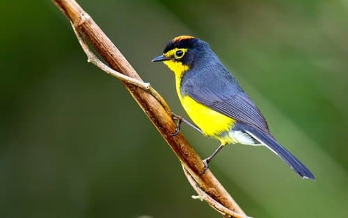 Spectacled Redstart