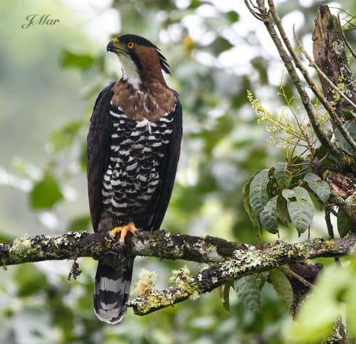 Ornate Hawk-Eagle