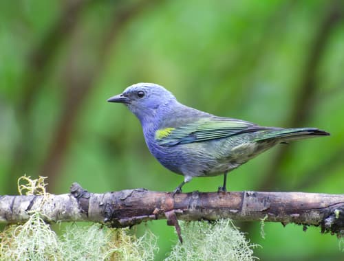 Golden-chevroned Tanager