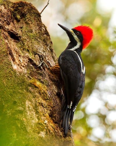 Powerful Woodpecker