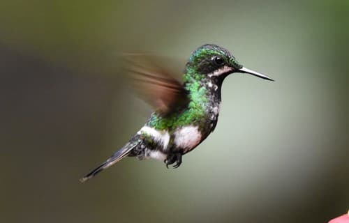 Green Thorntail